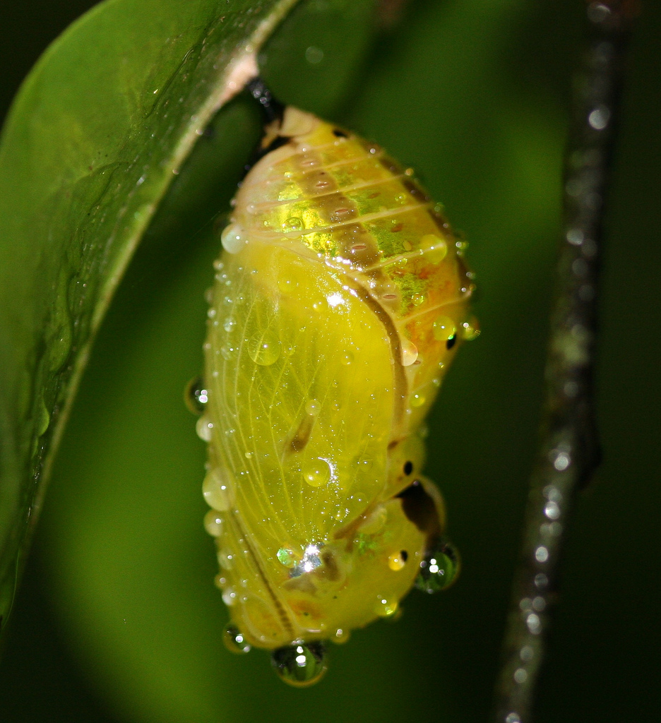 Chrysalis photo